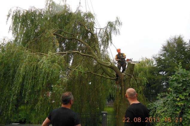 rooien van treurwilgen in de Reeshof Tilburg